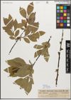 Foto von Salix myrsinifolia Salisb.
